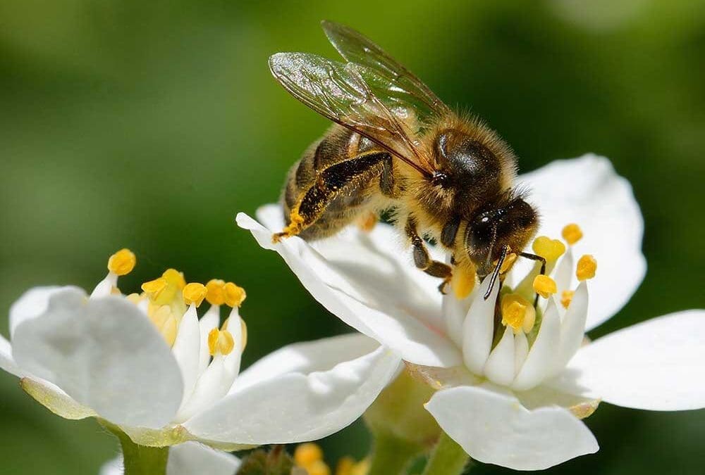 Does Your Company Culture Empower the Oppressor? Leadership Insights from Liddell Consulting