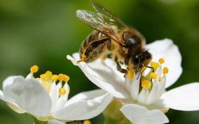 Does Your Company Culture Empower the Oppressor? Leadership Insights from Liddell Consulting